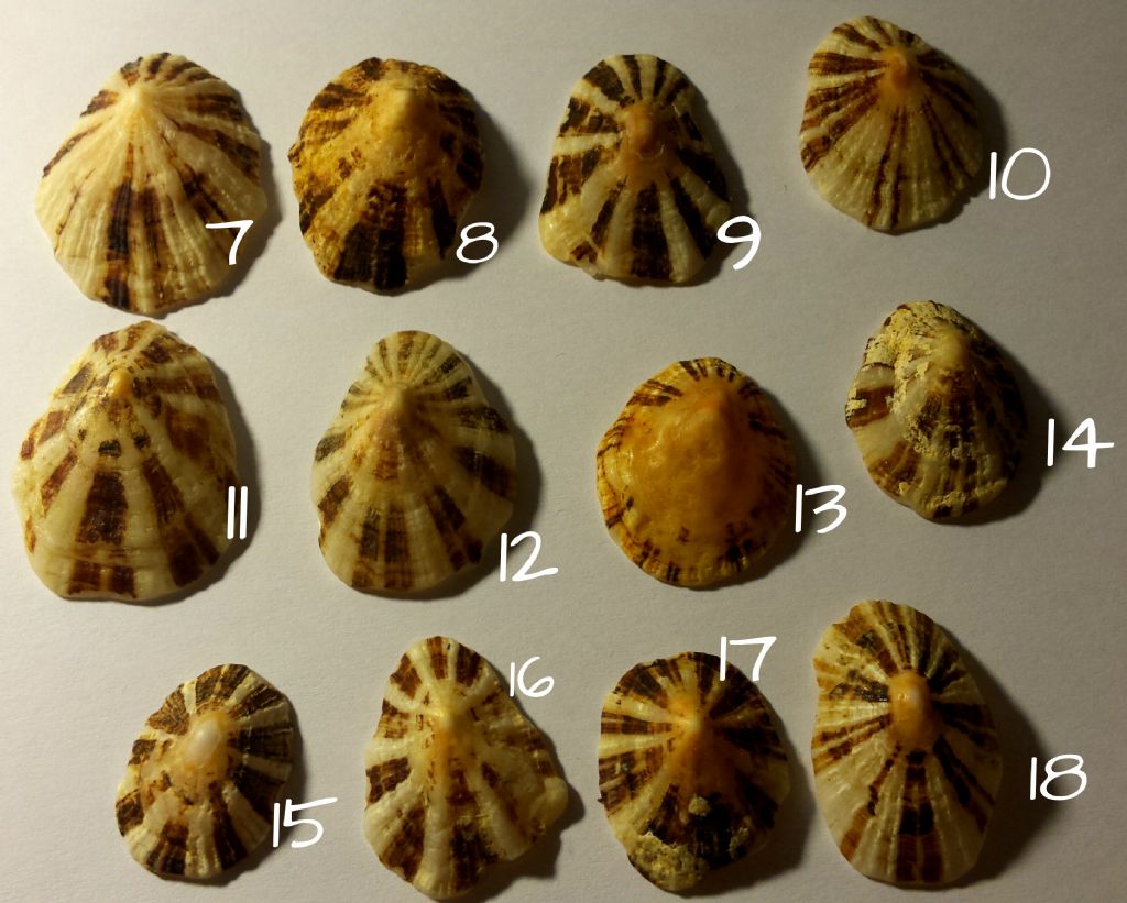 Gasteropodi da determinare - Patellidae