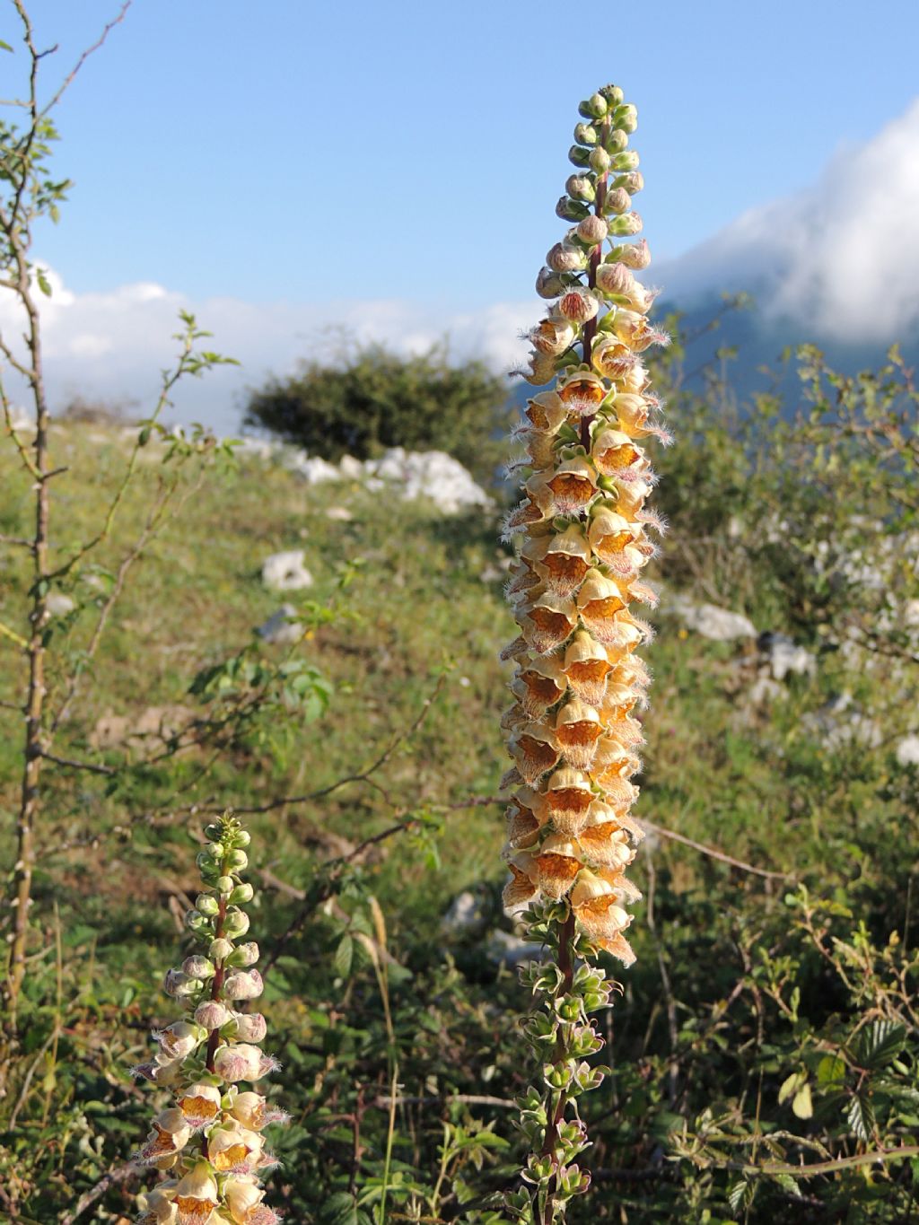 Digitalis ferruginea