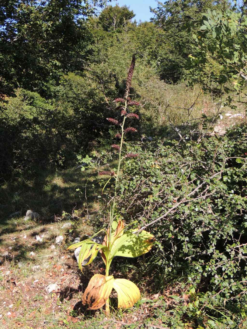 Veratrum nigrum