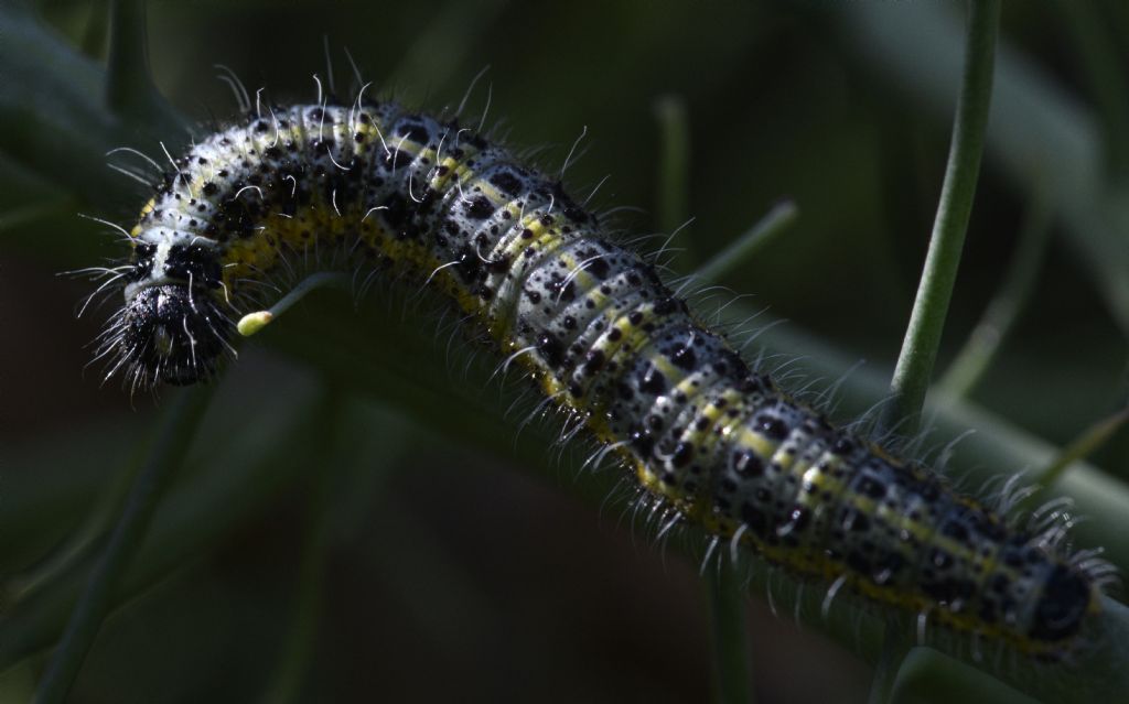 identificazione lepidottero