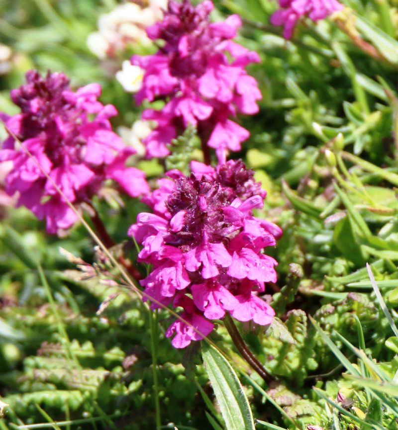 Pedicularis verticillata