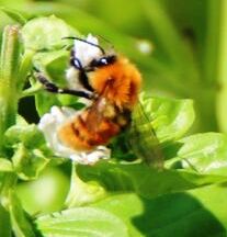 Bombus (Thoracobombus) pascuorum, Apidae