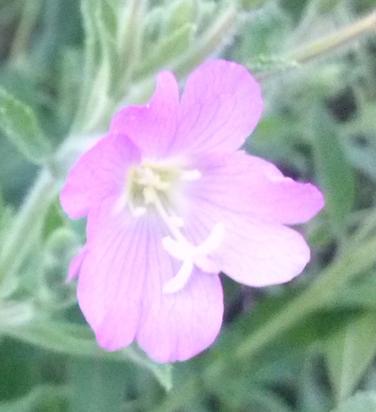 Epilobium hirsutum