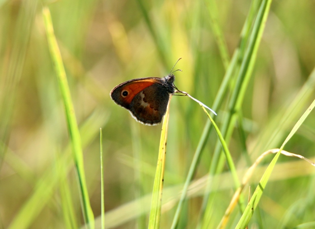 Coenonympha pamphilus