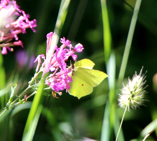 Gonepteryx rhamni