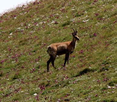 Camosci sul Gran Sasso