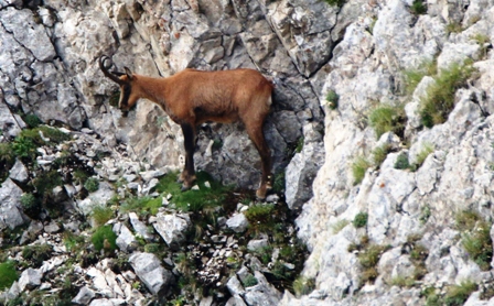 Camosci sul Gran Sasso