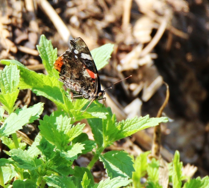 Vanessa atalanta? S