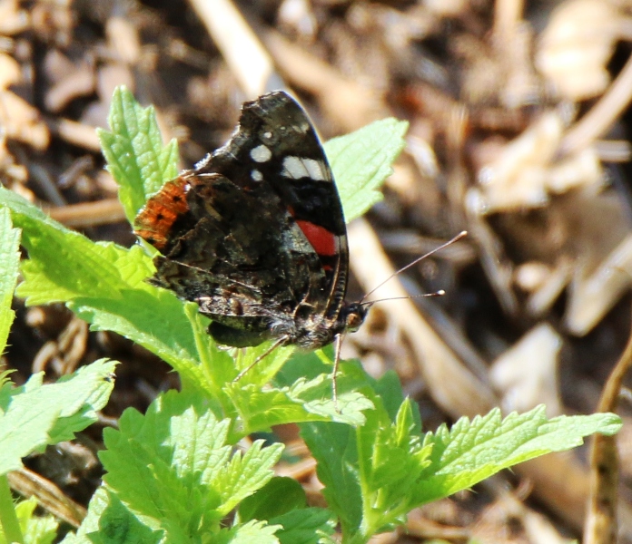 Vanessa atalanta? S