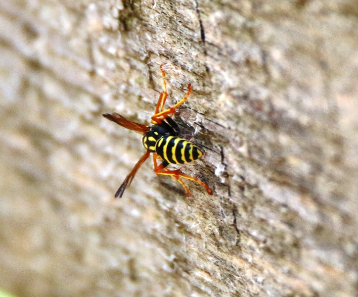 Polistes dominula (cfr,), Vespidae