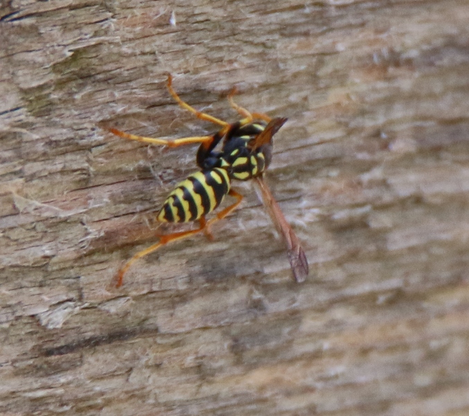 Polistes dominula (cfr,), Vespidae