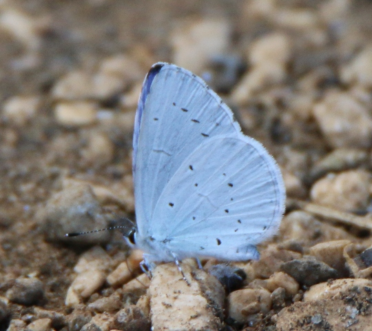 Lycenidae da id - Celastrina argiolus