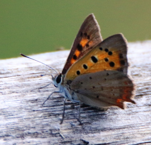 Lycenidae da id 2 - Lycaena phlaeas