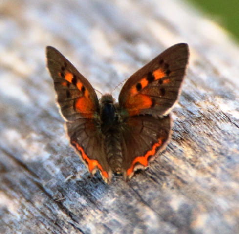 Lycenidae da id 2 - Lycaena phlaeas