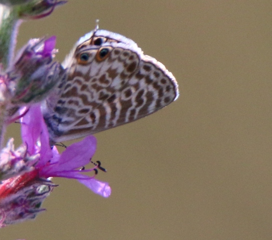 Lycenidae da id 3 - Leptotes pirithous