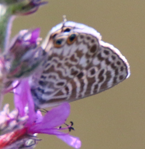 Lycenidae da id 3 - Leptotes pirithous