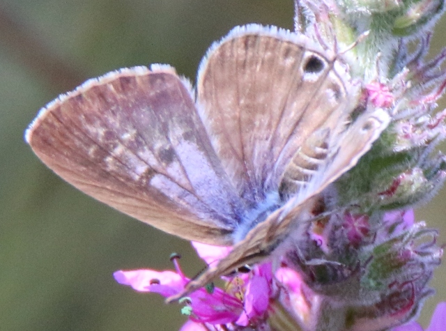 Lycenidae da id 3 - Leptotes pirithous