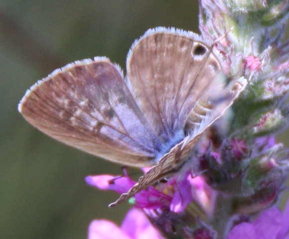 Lycenidae da id 3 - Leptotes pirithous