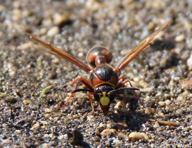 Aiuto ID: Delta unguiculatum (Vespidae)