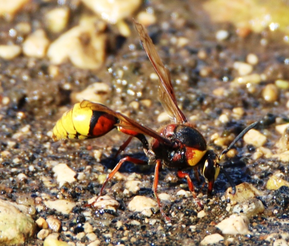 Aiuto ID: Delta unguiculatum (Vespidae)