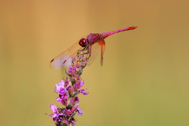 Trithemis annulata