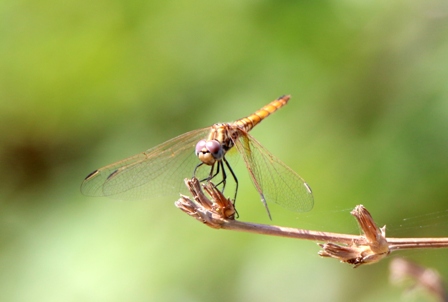 Trithemis annulata