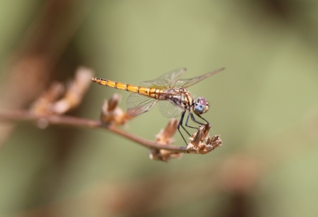 Trithemis annulata