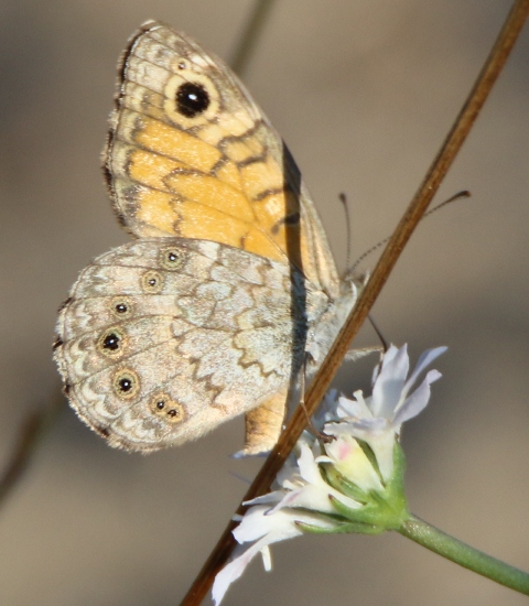 Nymphalidae Satyrinae da id: Lasiommata megera