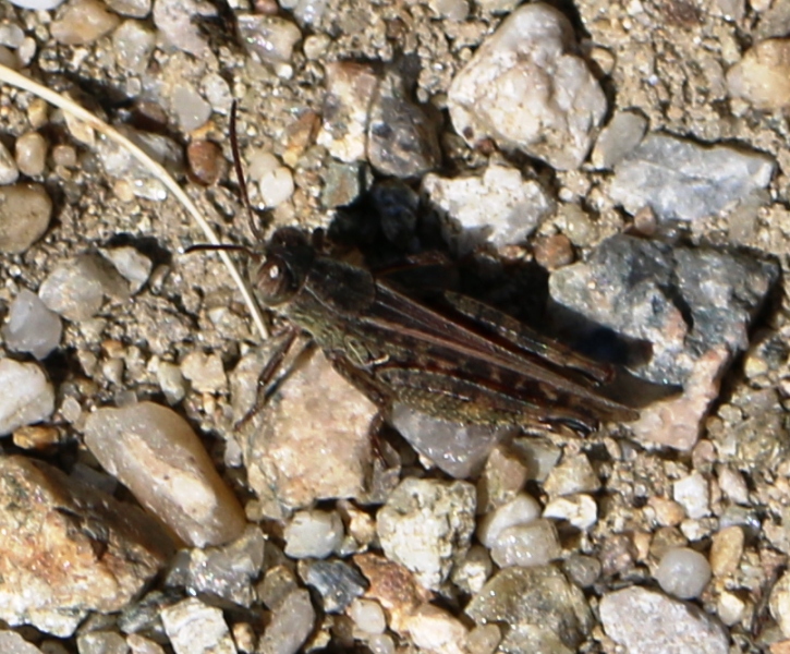 Acrididae:  Calliptamus sp., maschio.