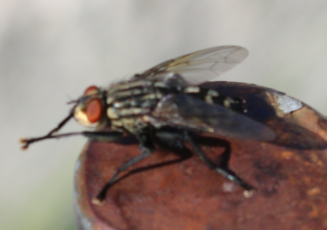 Sarcophaga sp., maschio