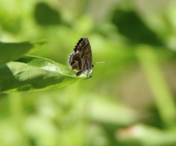 Cacyreus marshallii