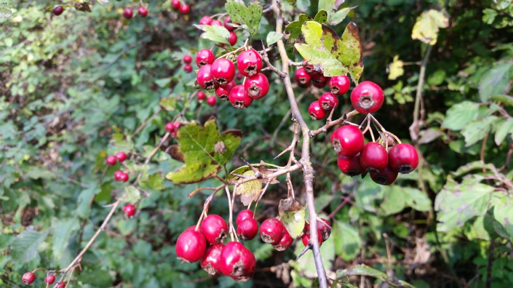 Crataegus sp.