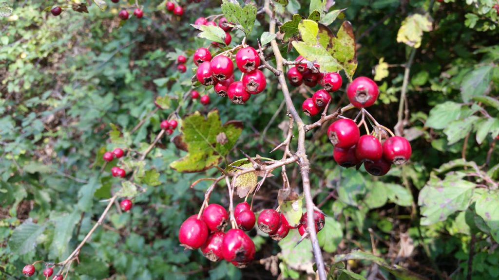 Crataegus sp.