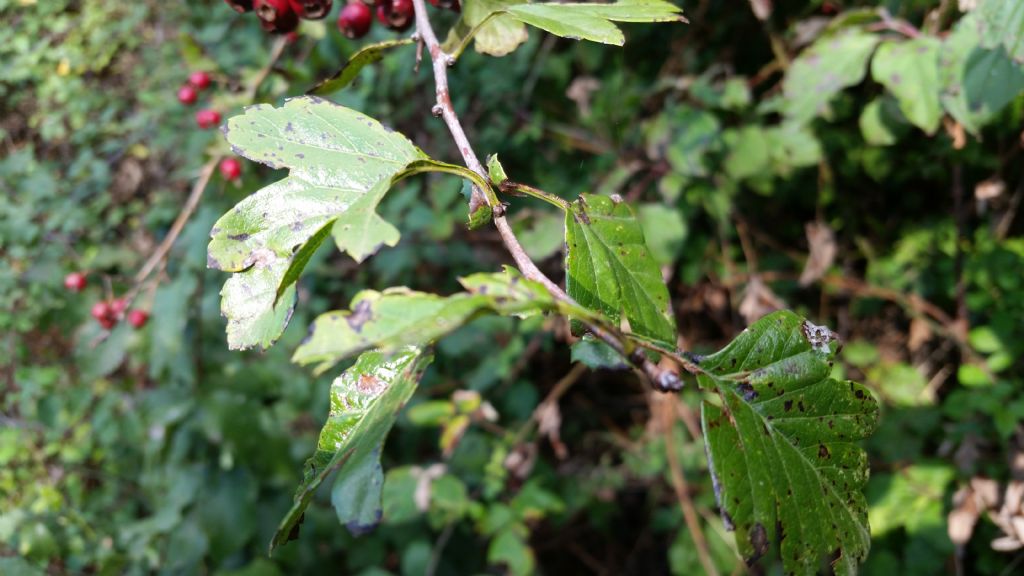 Crataegus sp.