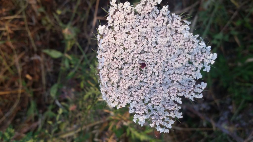 Daucus carota