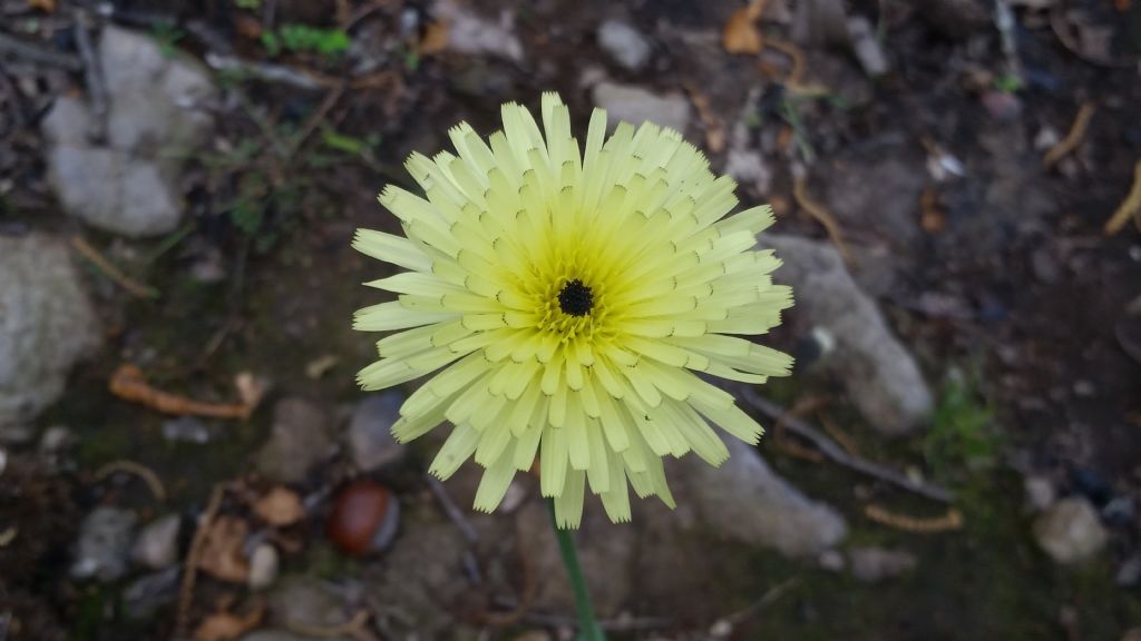 Urospermum dalechampii