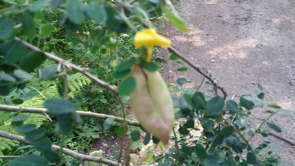 Colutea arborescens  (Fabaceae)