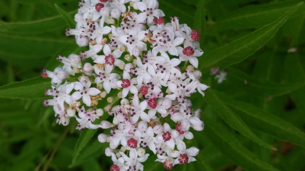 Sambucus ebulus