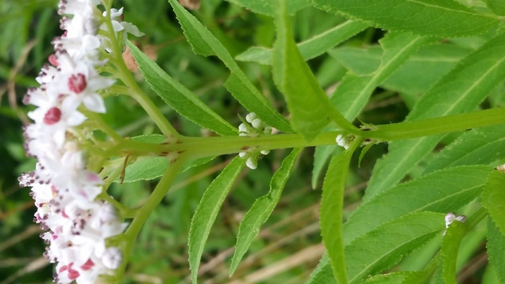 Sambucus ebulus