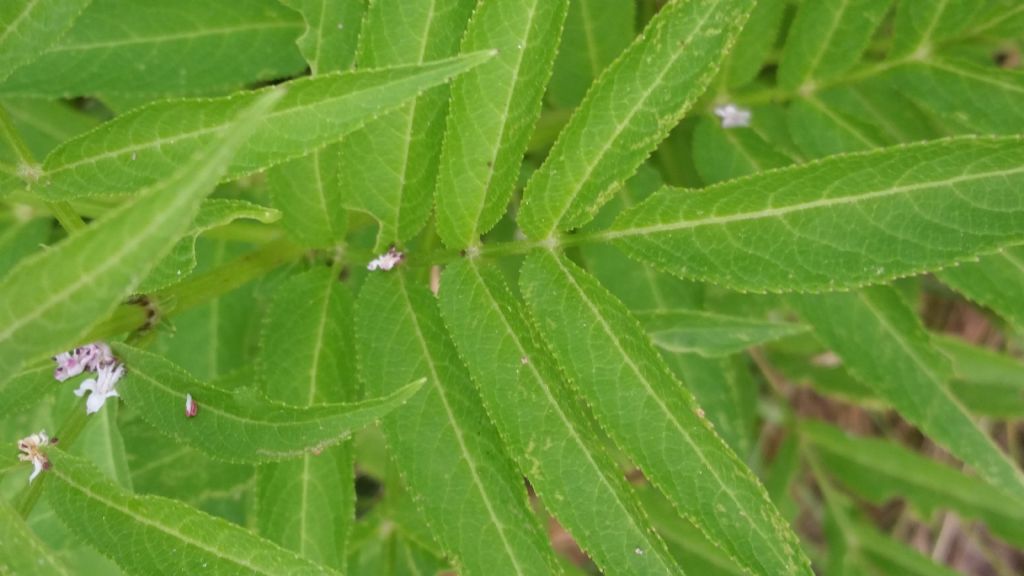 Sambucus ebulus