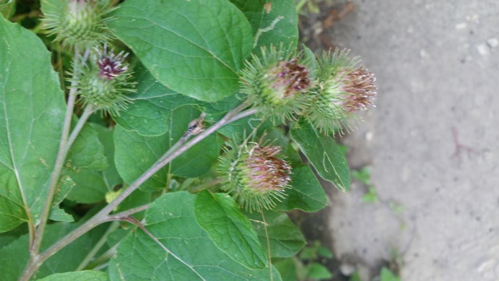 Arctium lappa