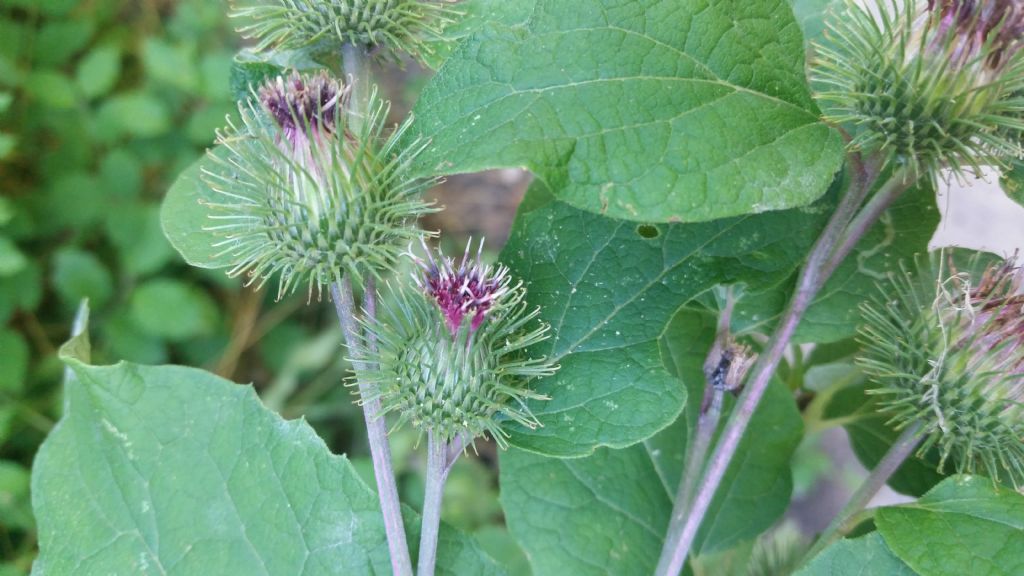 Arctium lappa