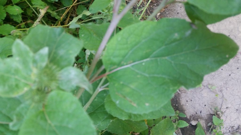 Arctium lappa