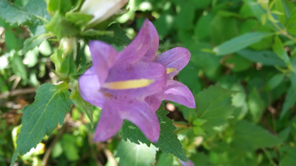 Campanula trachelium