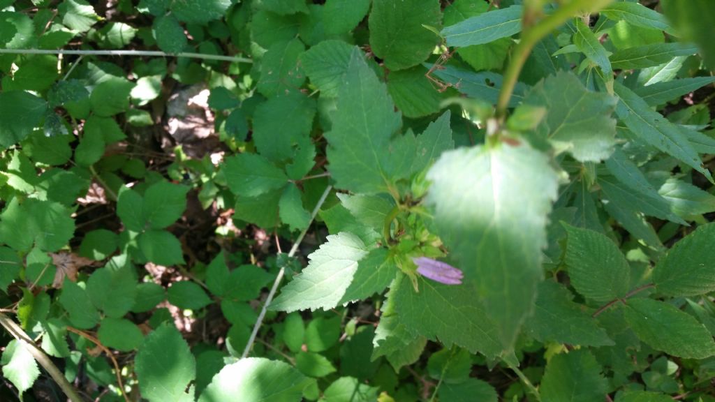 Campanula trachelium