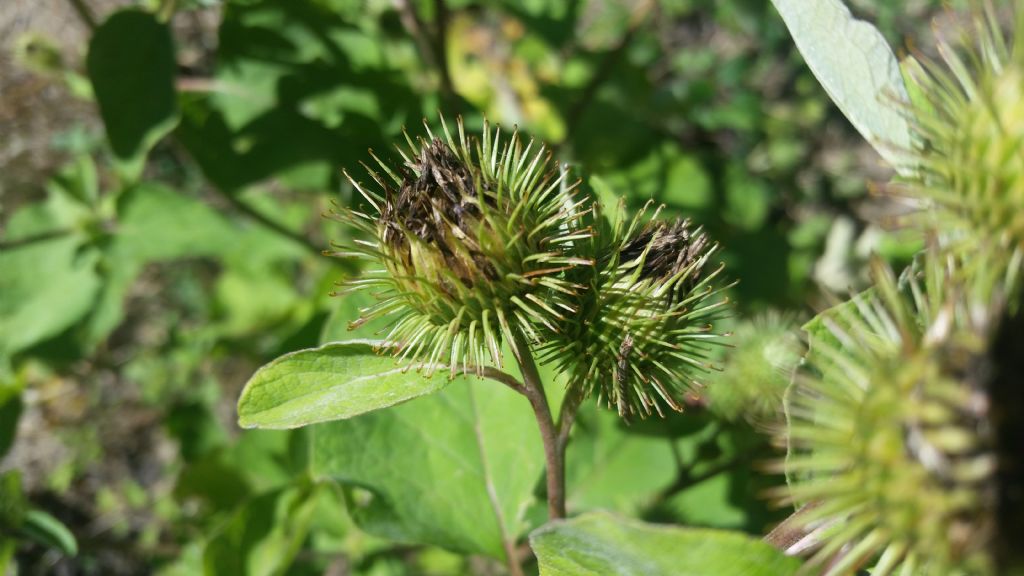 Arctium sp.