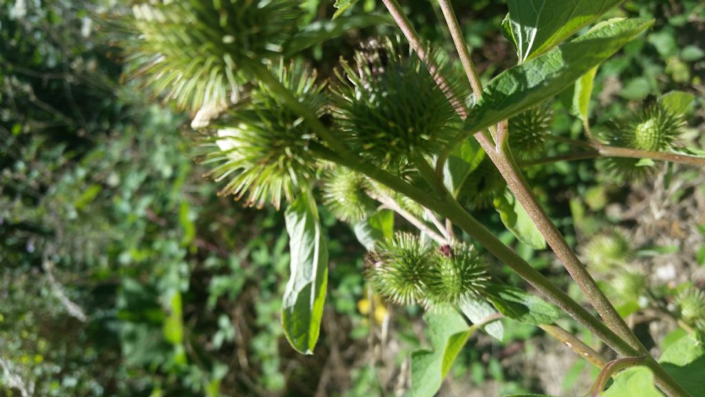 Arctium sp.