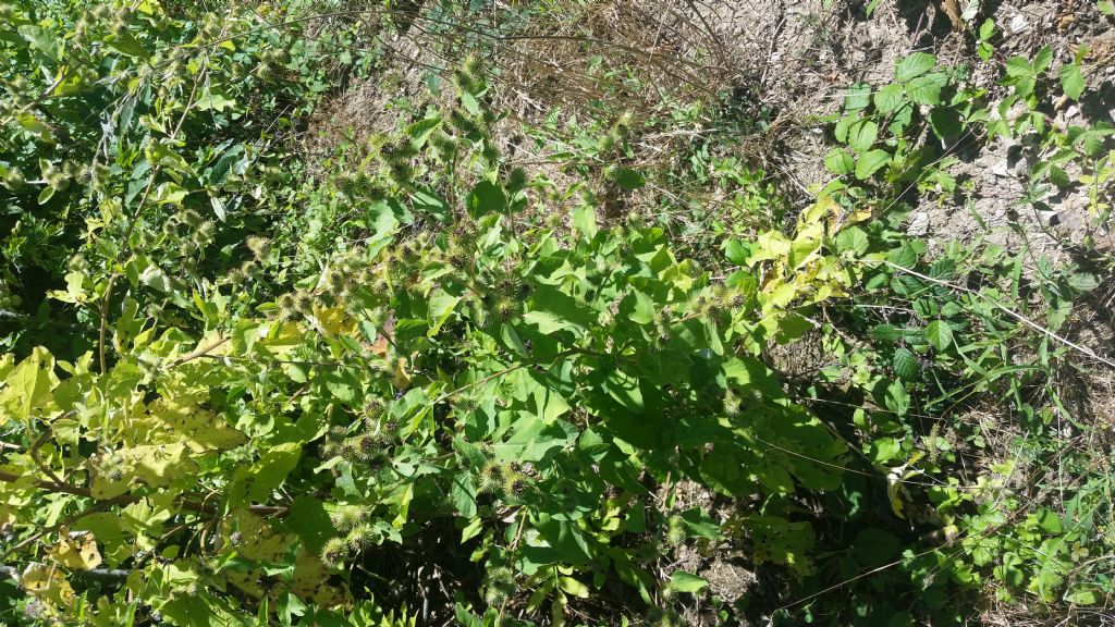 Arctium sp.