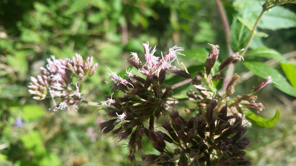 Eupatorium cannabinum