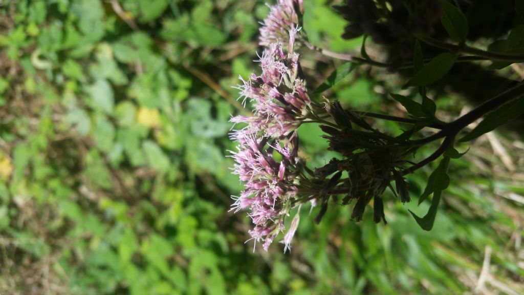 Eupatorium cannabinum